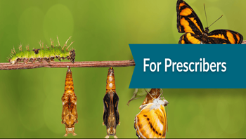 stages of a butterfly's development