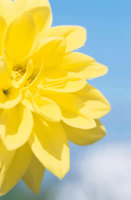 Yellow flower close up against bright blue sky
